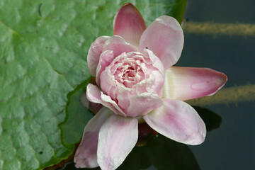 the yellow waterlilly at the pond at summer 22 Oct 2004