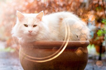 Main Coon Katze auf Blumentopf