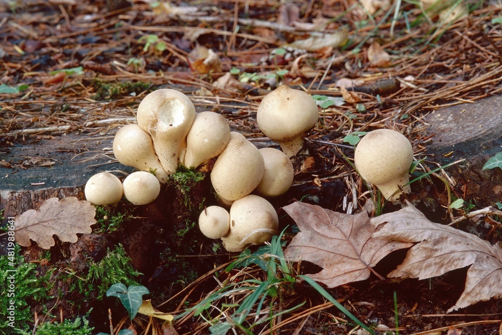 Poster young specimens of pear-shaped puffball mushroom