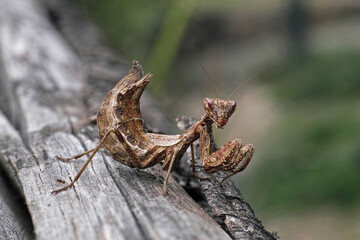 young praying mantis