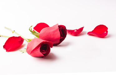 rose flowers on white background