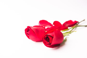 rose flowers on white background