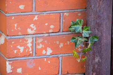 ivy on a brick wall