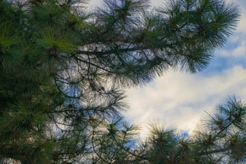 Obraz na płótnie Canvas pine branch against the sky