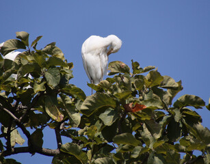 Heron sitting on the branch of a tree. itchy body with beak