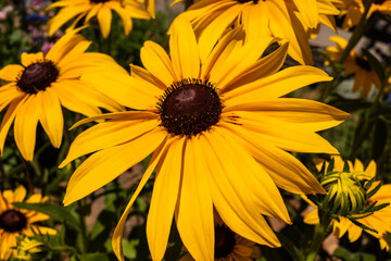 Closeup of yellow Daisy flower in bright sunshine.