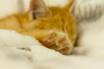 Paw of a red kitten close-up. The kitten sleeps on a light bedspread. Home pet.