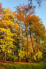 Fototapeta na wymiar Autumn landscape in the Pavlovsk Park near St. Petersburg. Autumn, 2021.