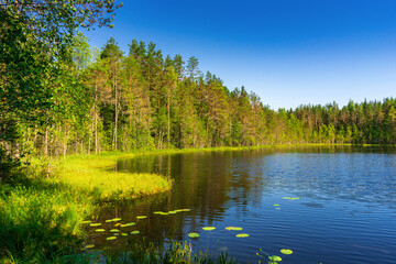 Amazing northern landscape with lake and forest on summer evening at sunset. Beautiful view to pond, blue water, forest reflection. Wonderful nature, natural background. Karelia, russian north