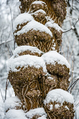 tree in snow