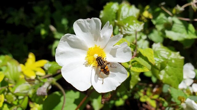 Helophilus p pendulus female a common hoverfly insect flying species found in the UK and commonly known as sun fly or footballer hoverfly resting on a cistus x corbariensis flower plant, stock footage