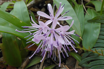 ショウジョウバカマは「猩々袴」と書くそうだ。もうちょっと儚い雰囲気の字の方が良いな。