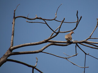 Pigeon bird sitting on a tree branch and looking to the side