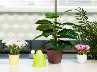 Various flowers arranged in flower pots at hme