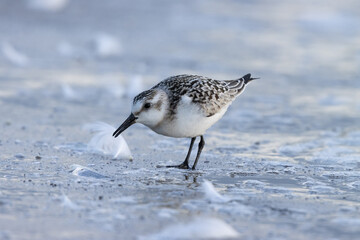 Sanderling (Calidris alba)