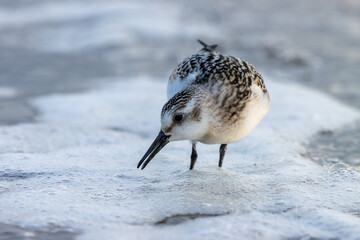 Sanderling (Calidris alba)