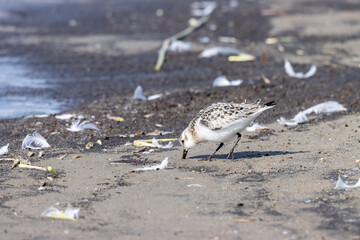 Sanderling (Calidris alba)