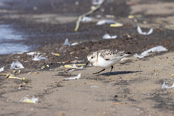 Sanderling (Calidris alba)