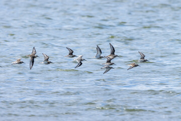 Sanderling (Calidris alba)