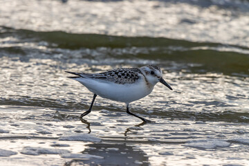 Sanderling (Calidris alba)