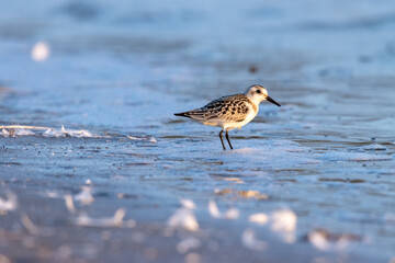 Sanderling (Calidris alba)
