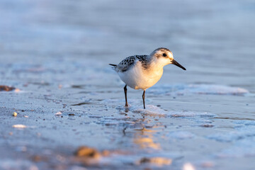 Sanderling (Calidris alba)