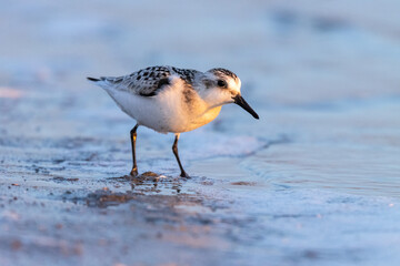 Sanderling (Calidris alba)