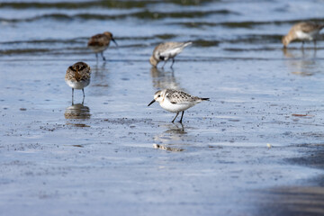 Sanderling (Calidris alba)