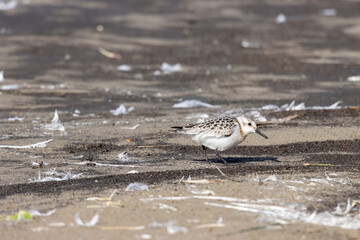 Sanderling (Calidris alba)