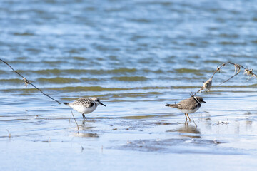 Sanderling (Calidris alba)