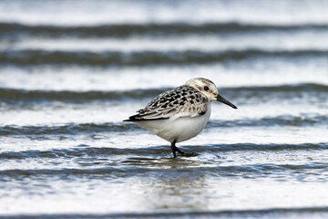 Sanderling (Calidris alba)