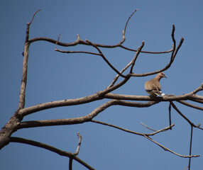 Pigeon bird sitting on a tree branch and looking to the side