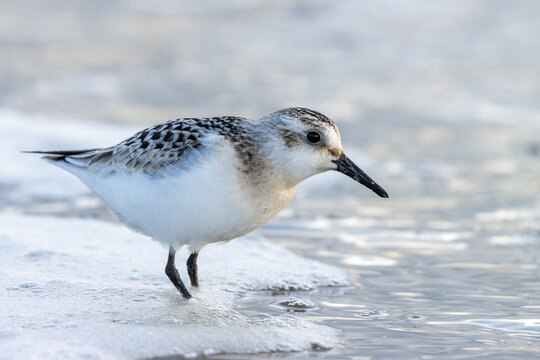 Sanderling (Calidris alba)