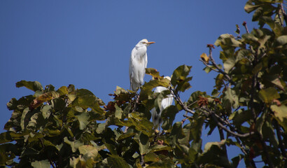heron birds sitting on the top of a tree branch and looking to one side