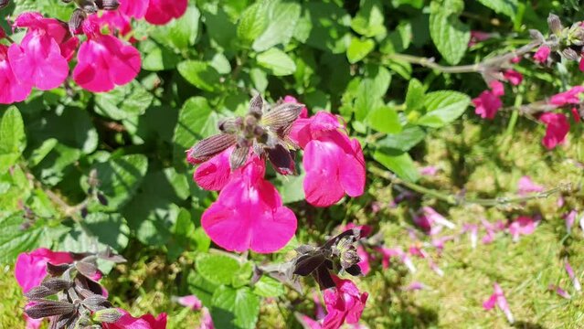 Salvia microphylla 'Neon' a pink spring summer autumn flower plant commonly known as baby sage, stock video footage clip