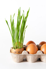 Green wheat sprouts grow in an eggshell with drawings of faces on a white background. Easter decorations. Organic farming