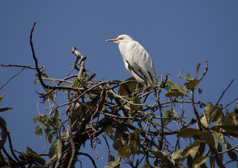 heron birds sitting on the top of a tree branch 