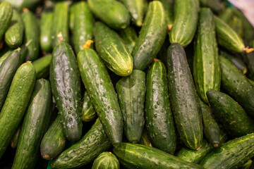 Cucumbers background. Cucumbers harvest. A lot of organic green cucumbers. fresh vegetables from the field. Cucumbers as food background texture. concept fresh vegetables, macro Photo.
