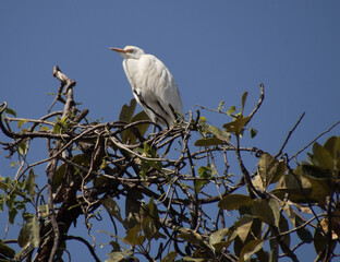 heron bird sitting on the top of a tree branch