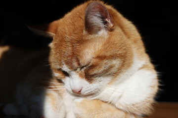 Gatto bianco e rosso addormentato, primo piano, isolato su fondo nero