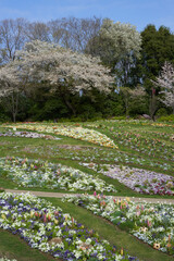 Park where flowers such as lupinus and pansy, cherry blossoms are beautiful              