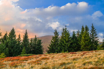 Beautiful summer mountain landscape with fir trees in the foreground and sky in sunset colors. Carpathians, Ukraine