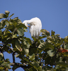 Heron sitting on the branch of a tree. itchy body with beak
