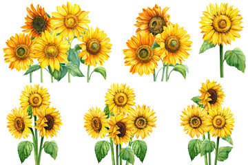 Set of watercolor sunflowers hand-drawn illustration