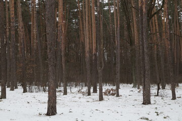 Fototapeta premium Snowy winter in the forest