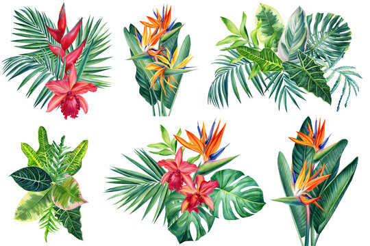 Exotic flowers, orchid, strelitzia, palm leaves, watercolor botanical illustration, tropical floral, jungle design