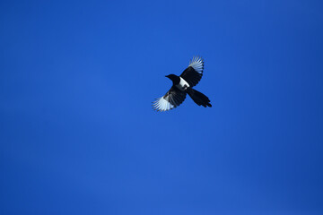 Beautiful Magpie in flight