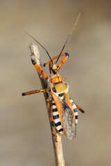 bug on a branch