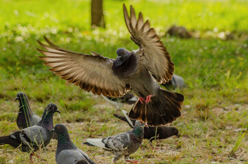 pigeon in flight
