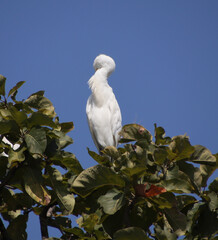 Heron sitting on the branch of a tree. itchy body with beak